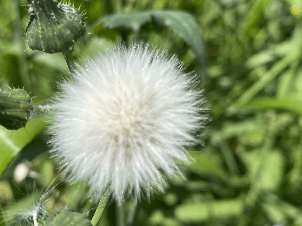 タンポポの種02