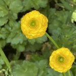 ランキュラスゴールドコイン