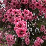 ギョリュウバイ