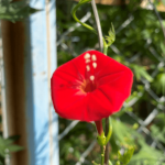 ハゴロモルコウソウ