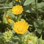 ヒメキンセイカ