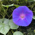 オーシャンブルー