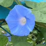 マルバアメリカアサガオ