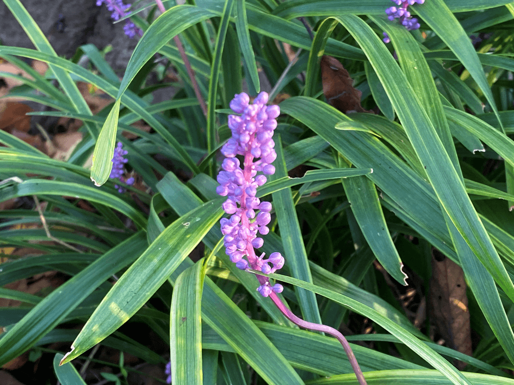 ヤブラン 近所を散歩していて見かけた紫色の小さな花を一杯付けた植物