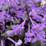 プレクトランサス・モナ-ラベンダー