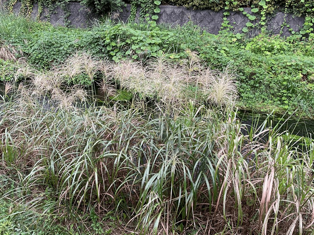 オギ(荻)の魅力:風にそよぐ白銀の穂、その奥深い世界へ | わたしの花図鑑