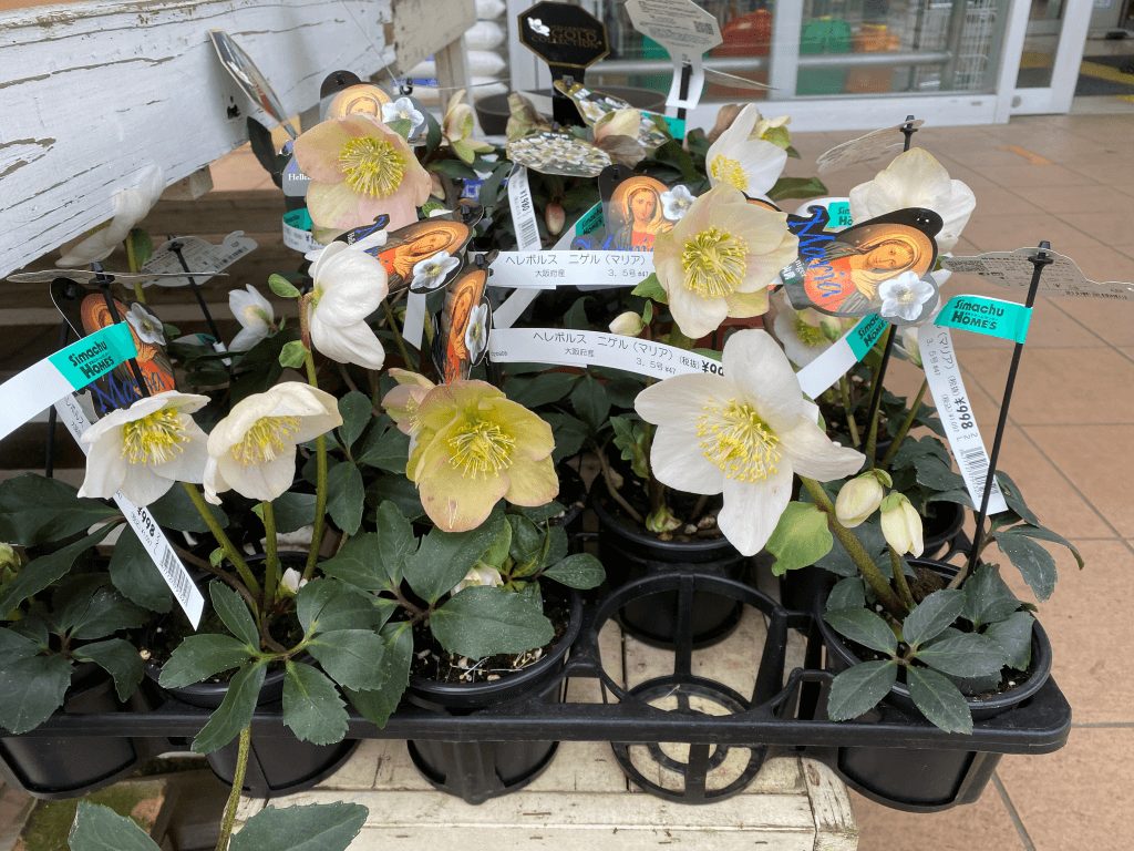 ヒメツルソバ 近所のホームセンターの園芸店で見かけたピンク色の花