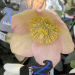 Christmas rose