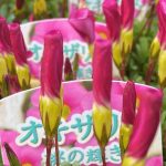 okizarisumononokagayak