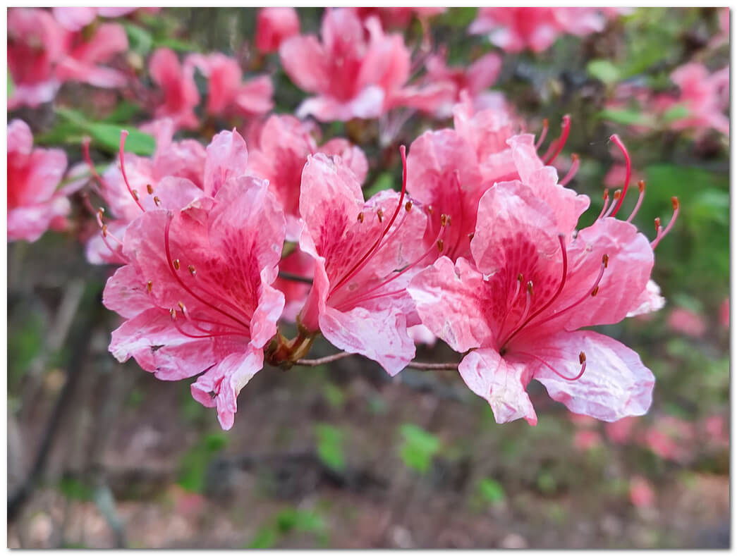 ヤマツツジ:日本の里山を彩る燃えるような花の魅力 | わたしの花図鑑