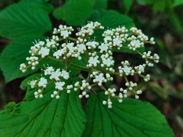 ガマズミ:日本の四季を豊かに彩る、魅力あふれる低木 | わたしの花図鑑