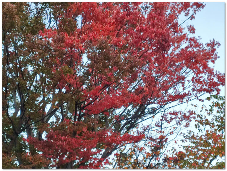 ケヤキ(欅):日本の風景を彩る雄大な巨木、その魅力のすべて | わたしの花図鑑