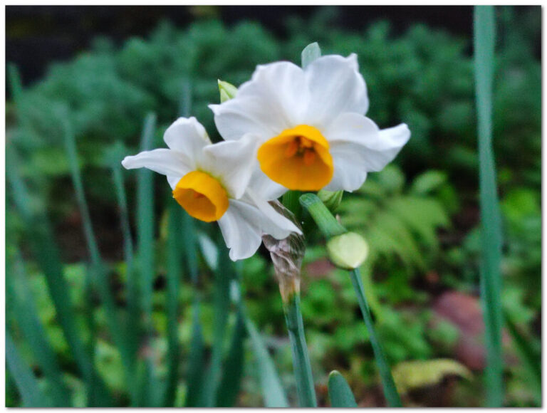 ニホンズイセンのすべて：冬に咲く清楚な花の育て方から、その秘められた歴史と注意点まで | わたしの花図鑑
