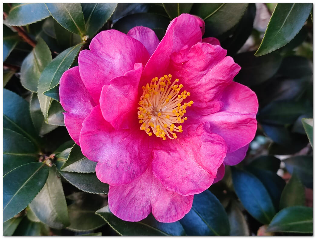 サザンカ:冬の庭を彩る日本の美しい花 | わたしの花図鑑