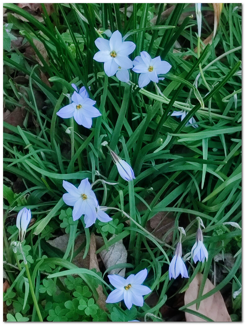 ハナニラ(イフェイオン):春を告げる星の輝き、初心者向け完全ガイド | わたしの花図鑑