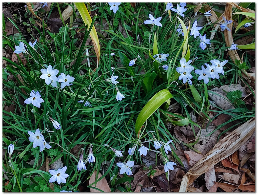 ハナニラ(イフェイオン):春を告げる星の輝き、初心者向け完全ガイド | わたしの花図鑑