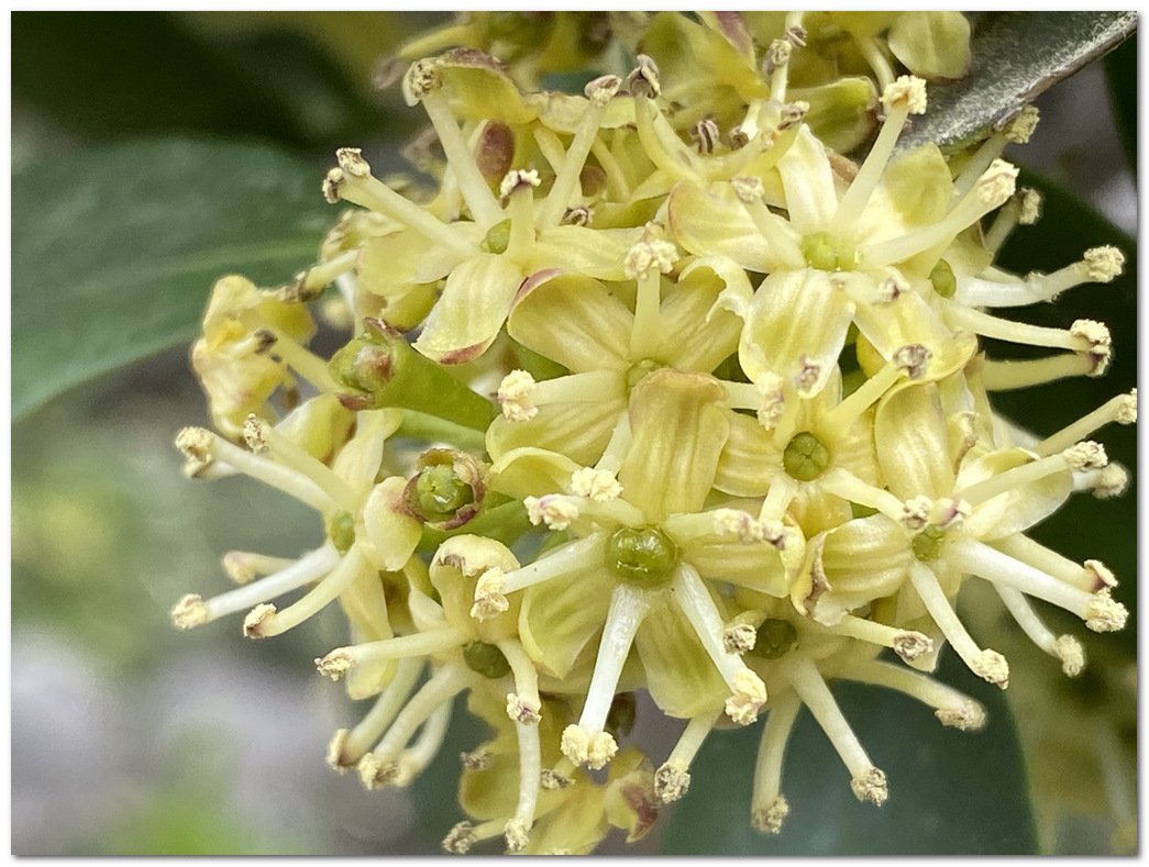 モッコク の 花, モッコクとモチノキの違い _ モッコク(木斛)の花言葉 – VQQZOA