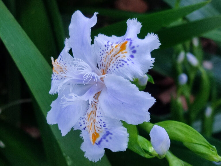 シャガ(射干):日陰の庭を優雅に彩る、蝶のような花の育て方 | わたしの花図鑑