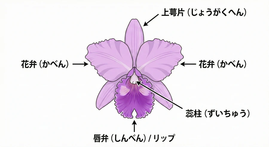 カトレア：初心者から上級者まで魅了する「洋ランの女王」の真髄と栽培